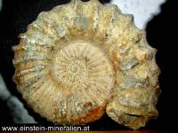 Ammonit_roh_Einstein Mineralien (9) (Kopie)