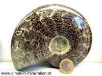 Ammoniten_ganz__Einstein_001(3)